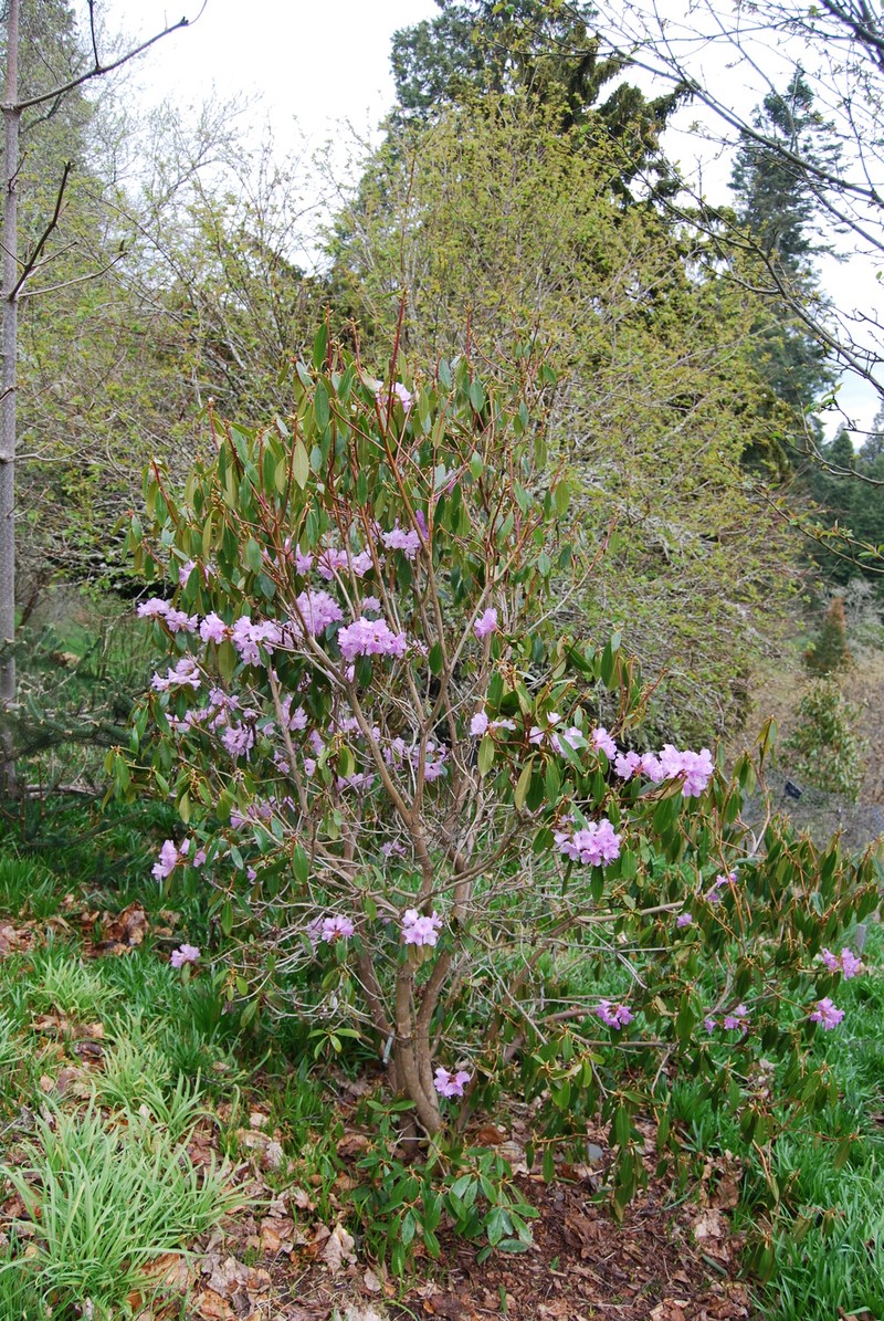 Rhododendron rubiginosum var. rubiginosum