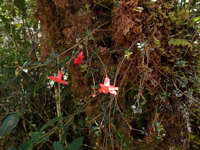 Rhododendron rubineiflorum photo 2