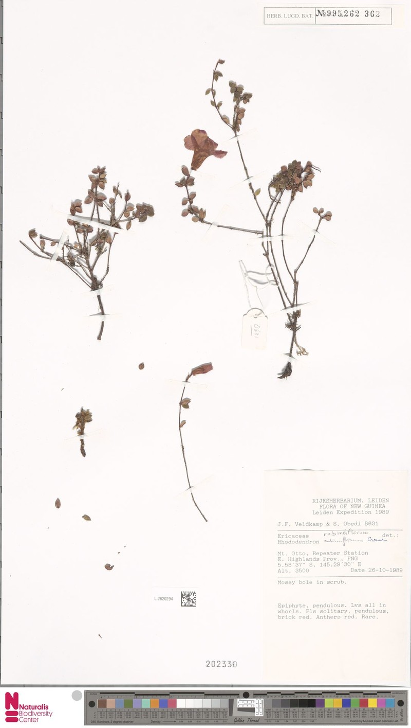 Rhododendron rubineiflorum photo 3
