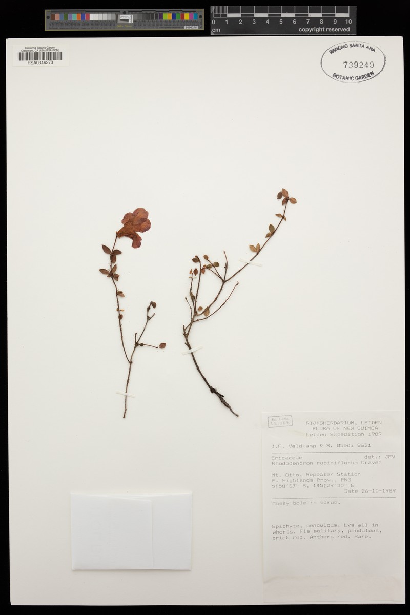 Rhododendron rubineiflorum photo 4