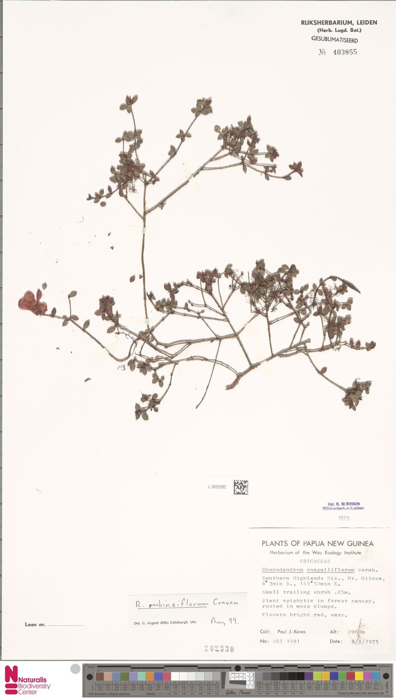 Rhododendron rubineiflorum photo 5