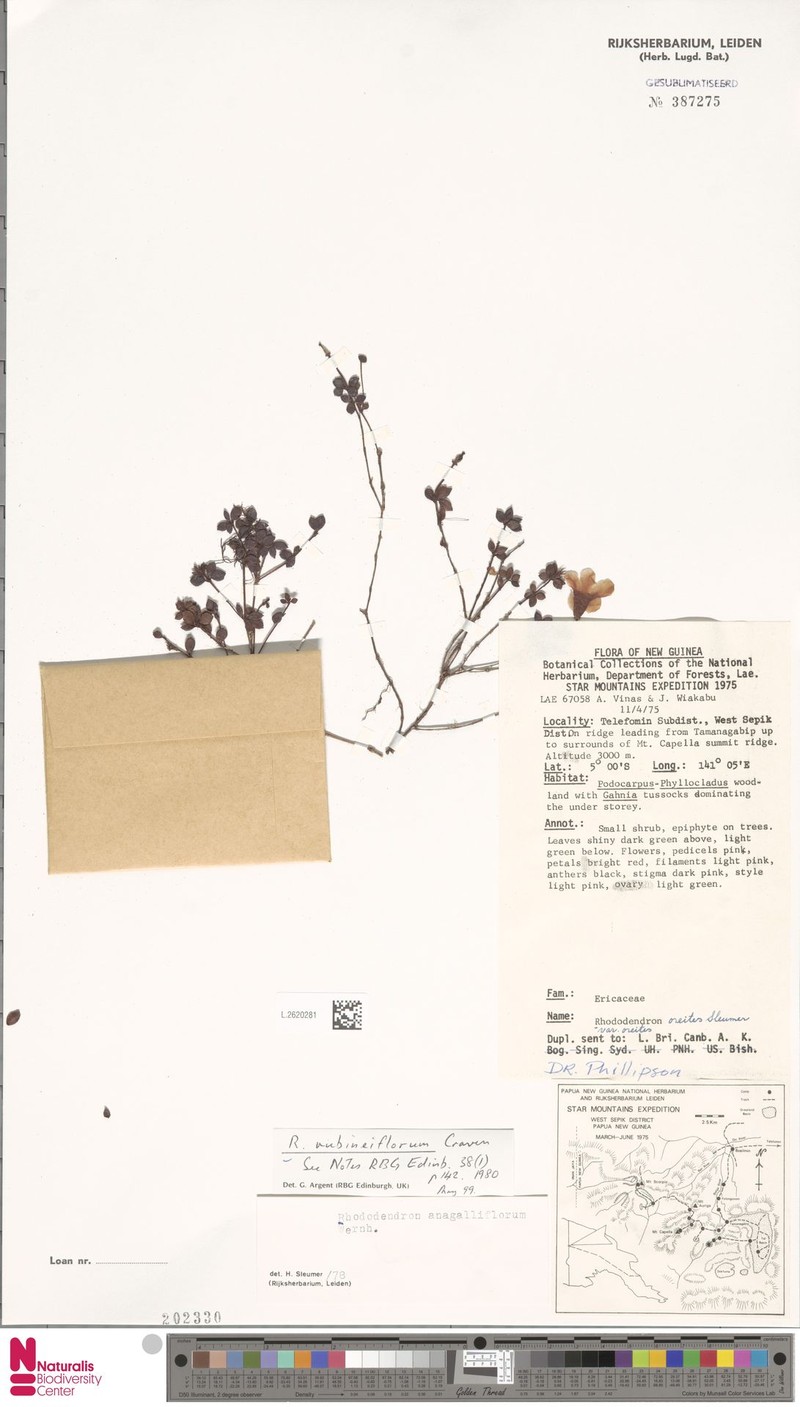 Rhododendron rubineiflorum photo 6