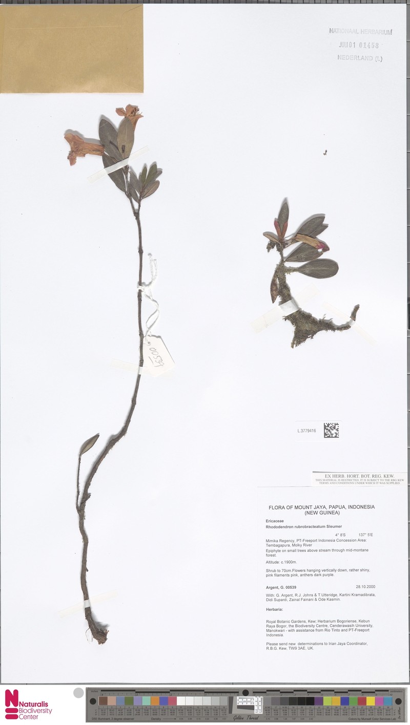 Rhododendron rubrobracteatum
