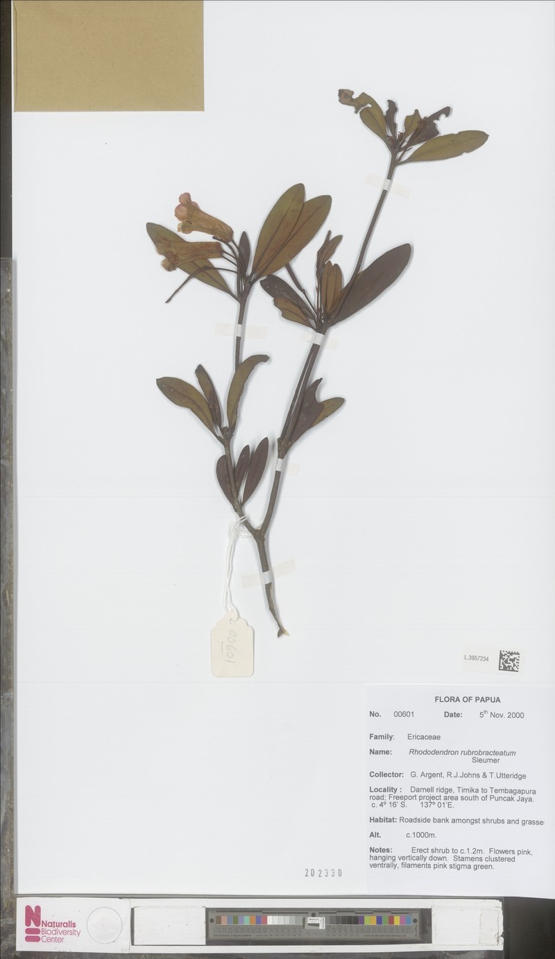 Rhododendron rubrobracteatum photo 2