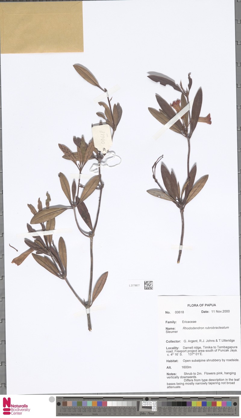 Rhododendron rubrobracteatum photo 3