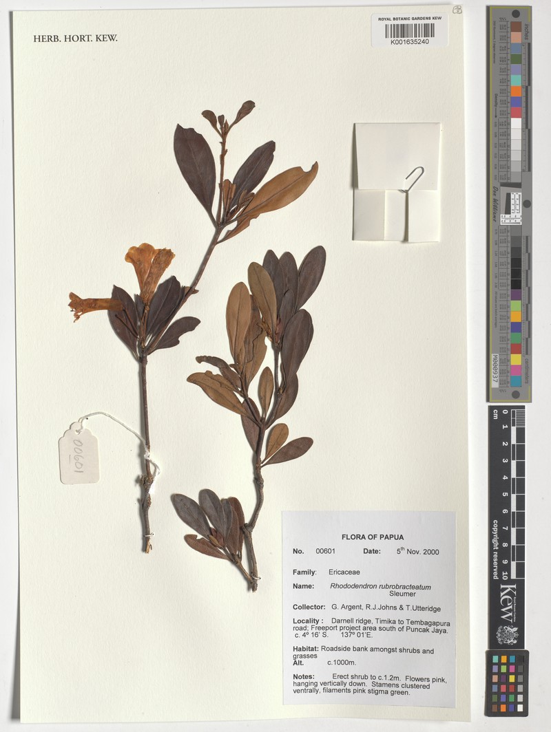 Rhododendron rubrobracteatum photo 5