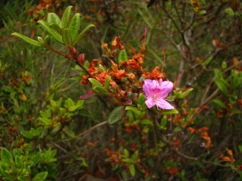 Rhododendron rubropilosum