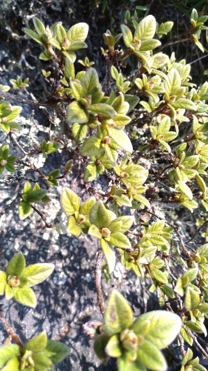 Rhododendron rubropilosum photo 2
