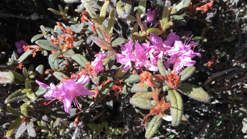 Rhododendron rubropilosum photo 3