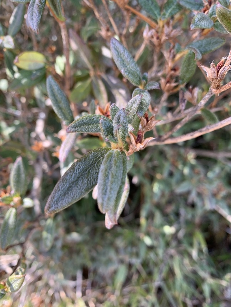 Rhododendron rubropilosum photo 4