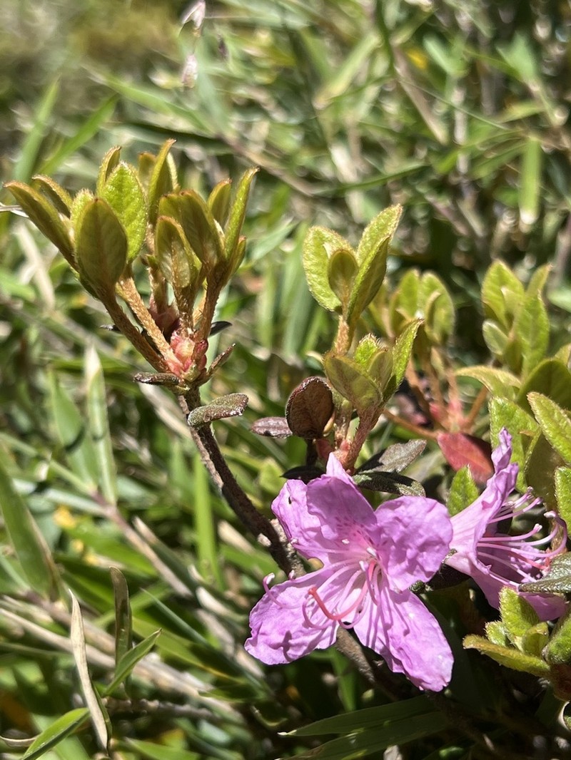 Rhododendron rubropilosum photo 5