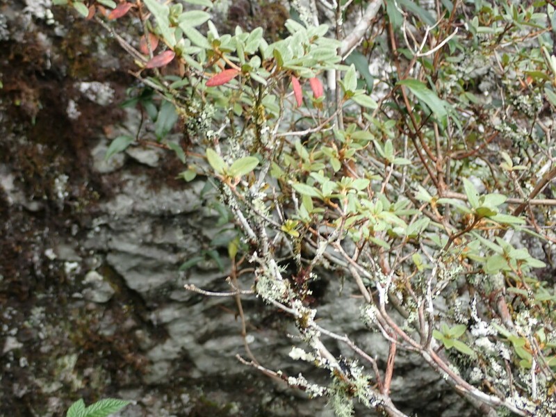 Rhododendron rubropilosum photo 6