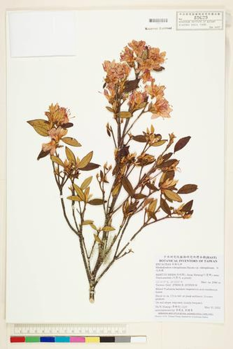 Rhododendron rubropilosum var. rubropilosum
