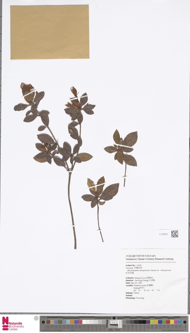 Rhododendron rubropilosum var. rubropilosum photo 2