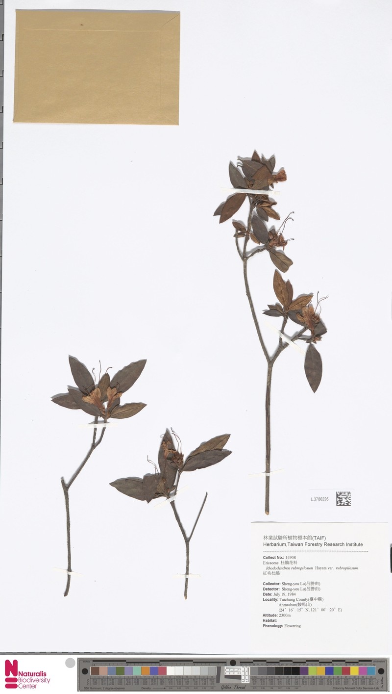 Rhododendron rubropilosum var. rubropilosum photo 3