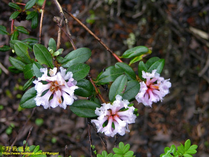 Rhododendron rufescens