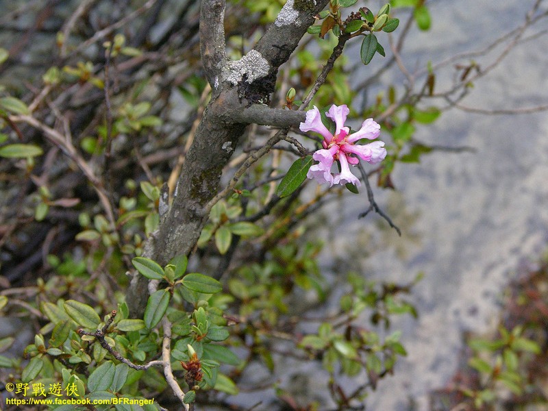 Rhododendron rufescens photo 2