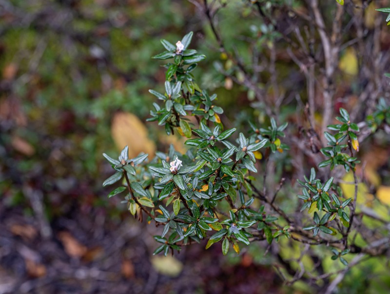 Rhododendron rufescens photo 3