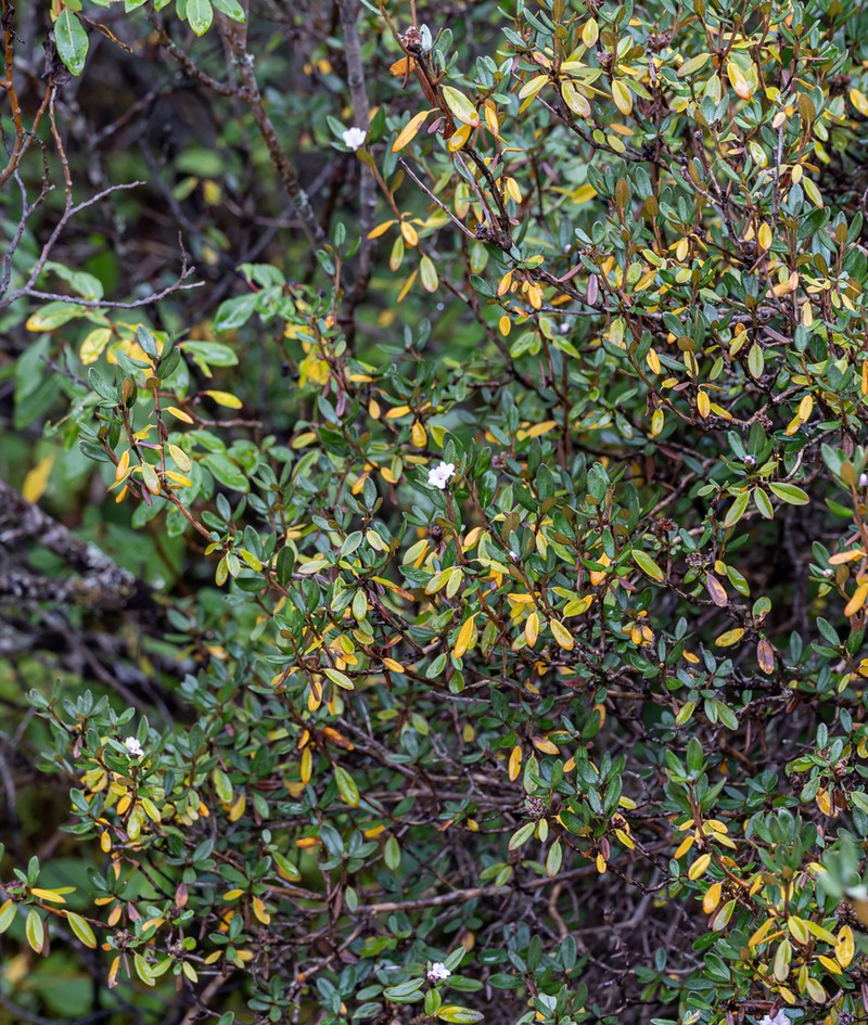 Rhododendron rufescens photo 4