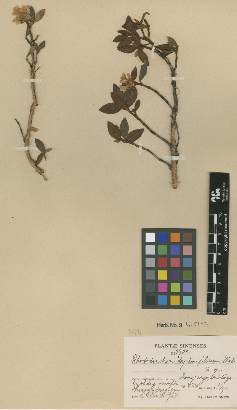 Rhododendron rufescens photo 5