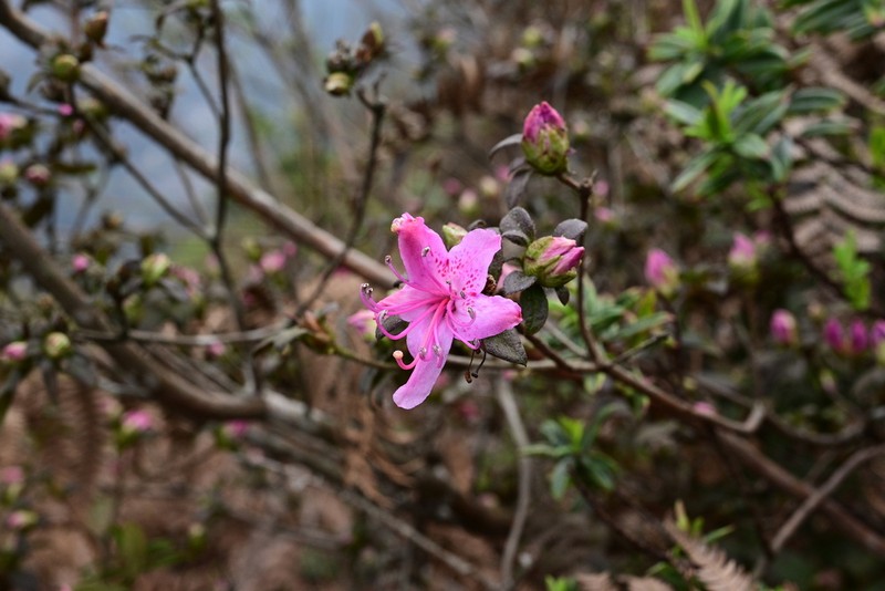 Rhododendron rufohirtum