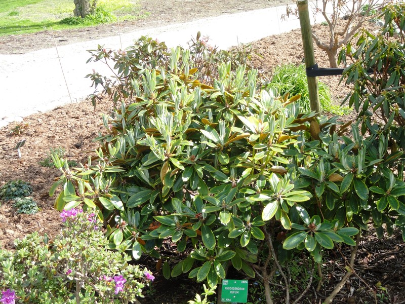 Rhododendron rufum