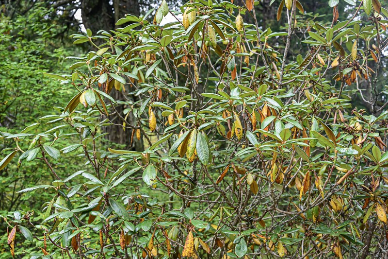 Rhododendron rufum photo 2