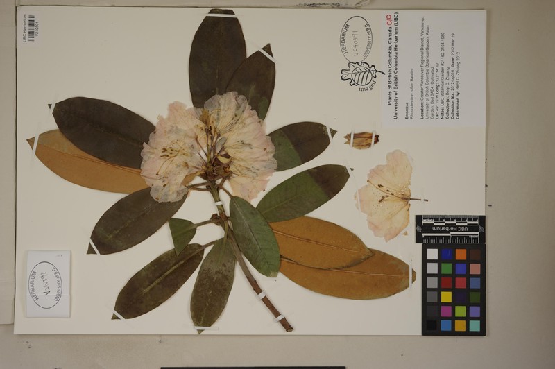 Rhododendron rufum photo 4