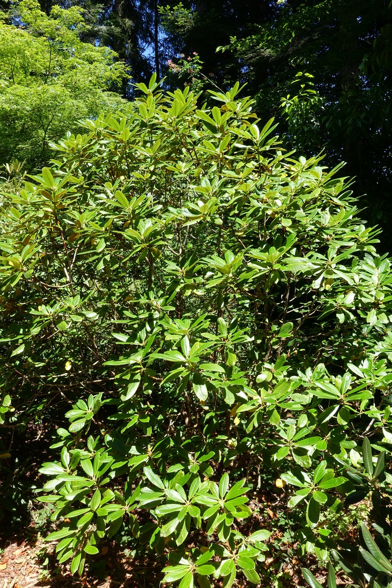 Rhododendron rufum photo 6