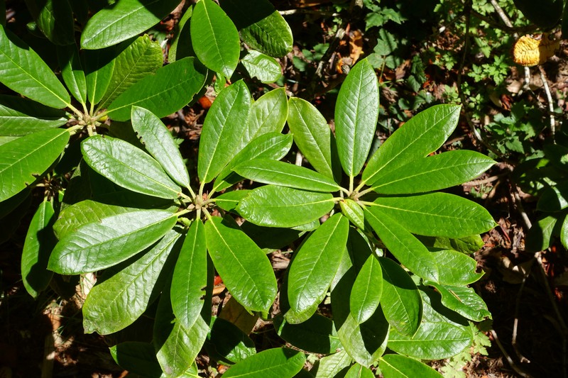 Rhododendron rufum photo 7