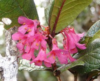 Rhododendron rugosum
