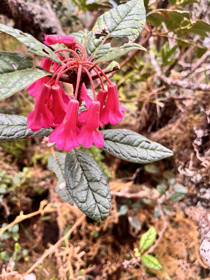 Rhododendron rugosum photo 2
