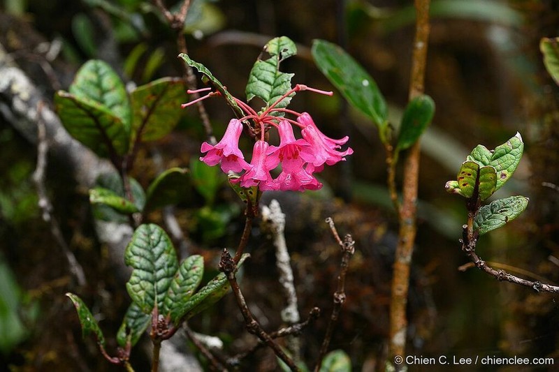Rhododendron rugosum photo 3
