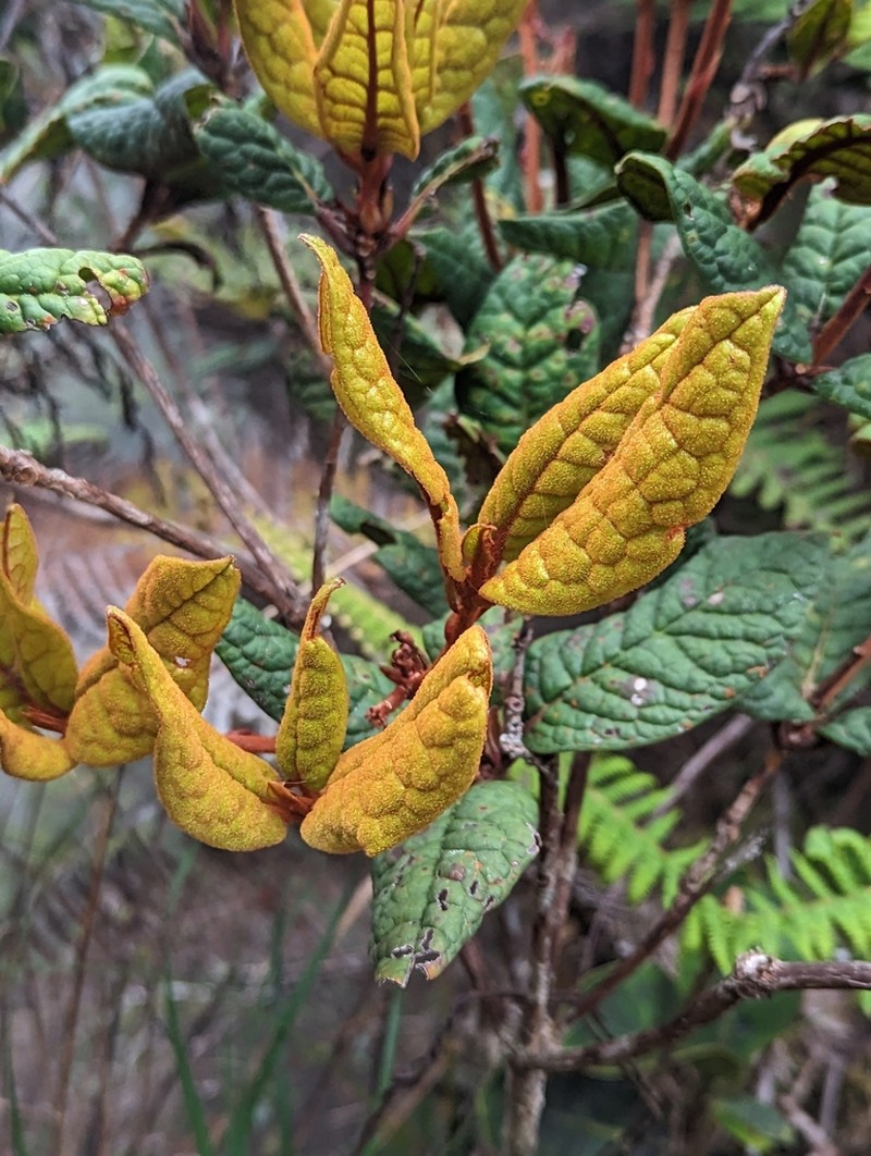 Rhododendron rugosum photo 4