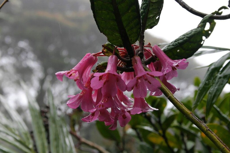 Rhododendron rugosum photo 5
