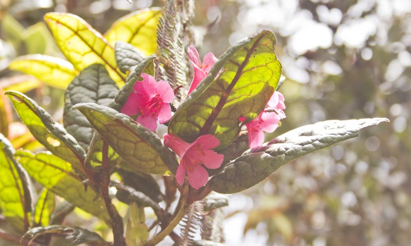 Rhododendron rugosum photo 6