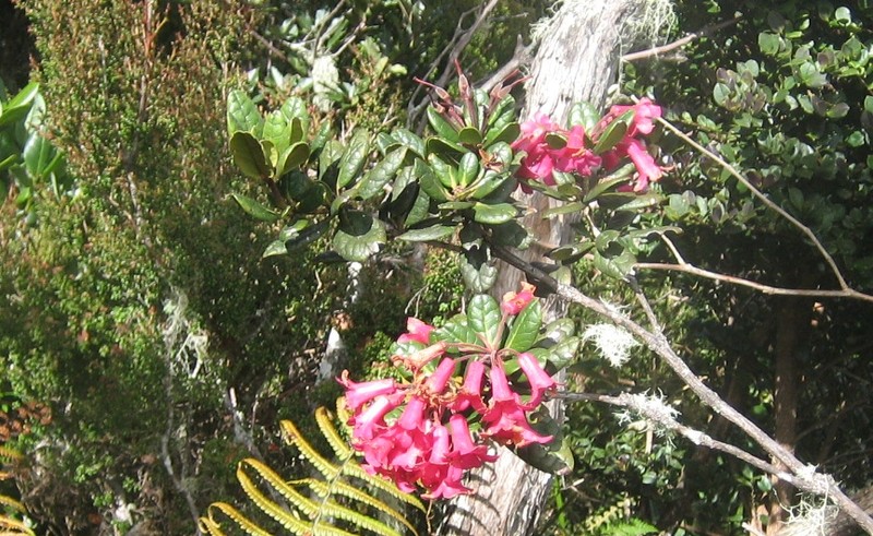Rhododendron rugosum photo 7