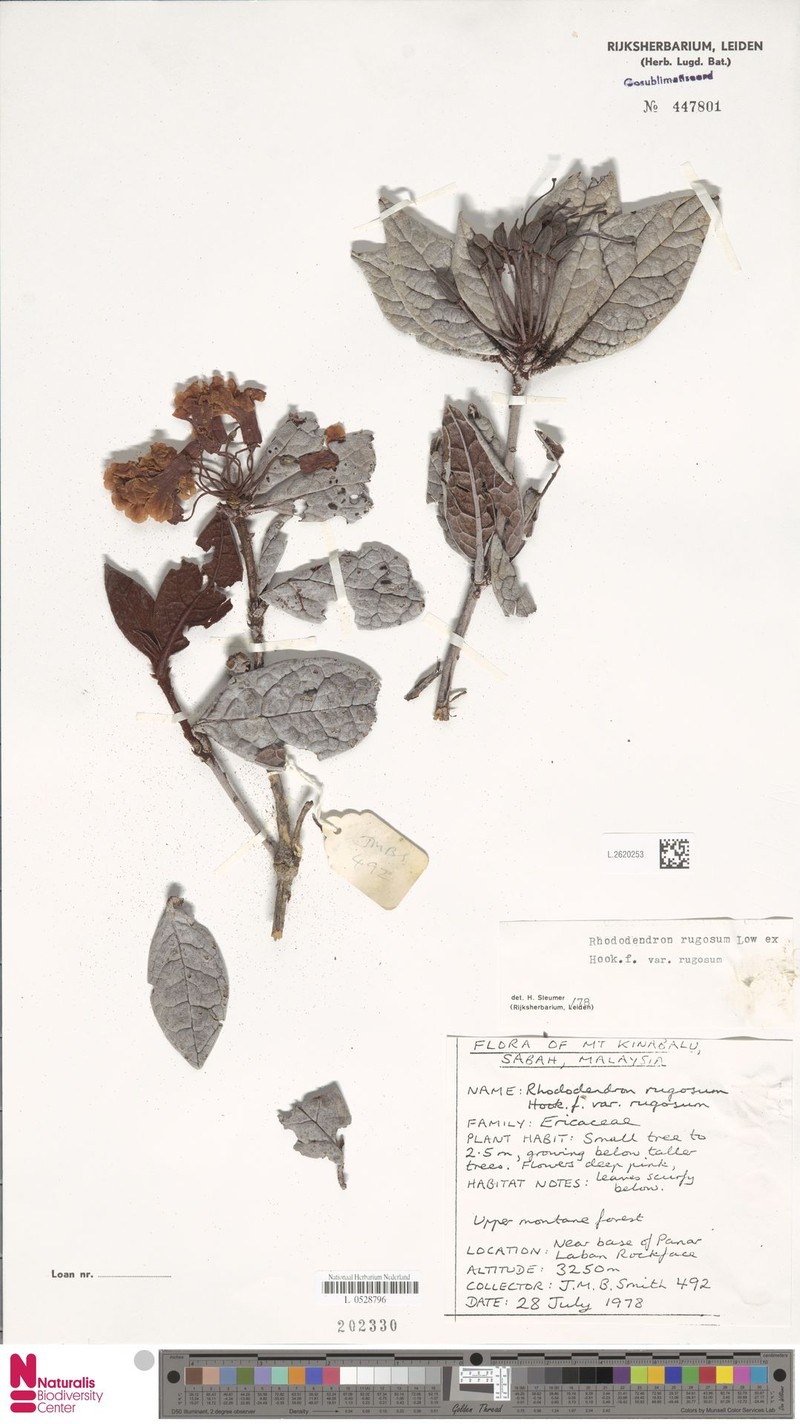 Rhododendron rugosum var. rugosum