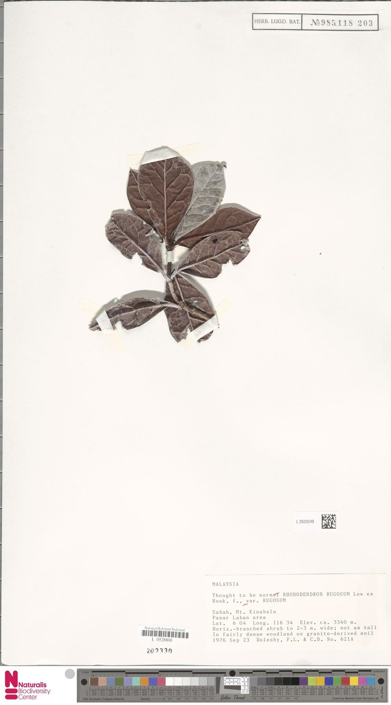 Rhododendron rugosum var. rugosum photo 2