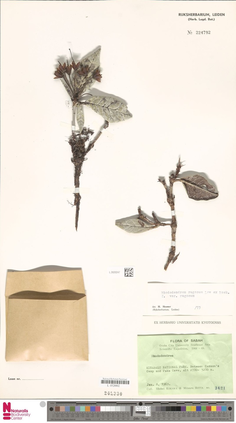Rhododendron rugosum var. rugosum photo 3