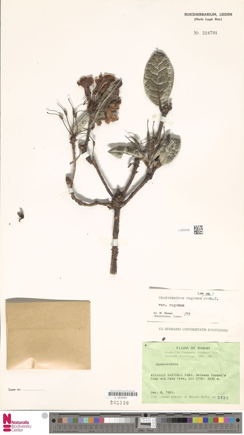 Rhododendron rugosum var. rugosum photo 4