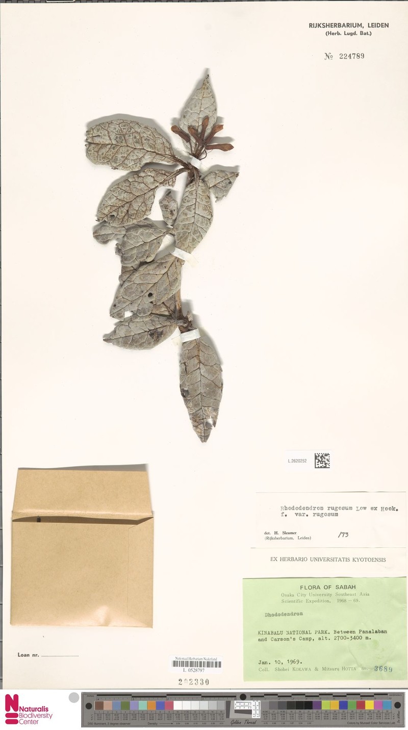 Rhododendron rugosum var. rugosum photo 5