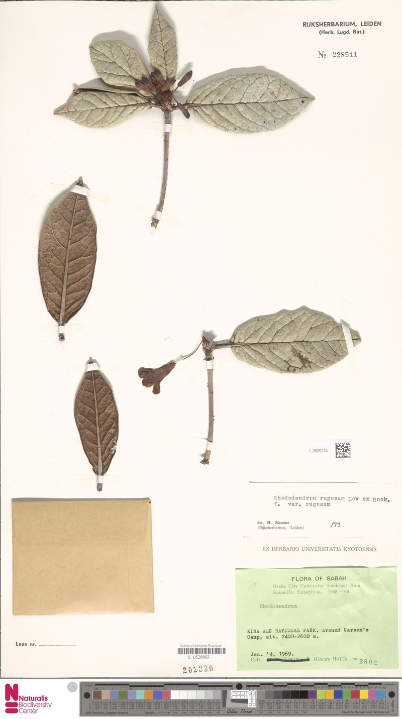 Rhododendron rugosum var. rugosum photo 6