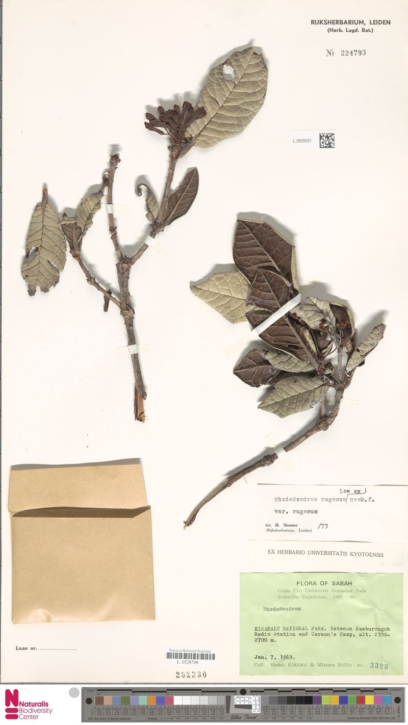 Rhododendron rugosum var. rugosum photo 7