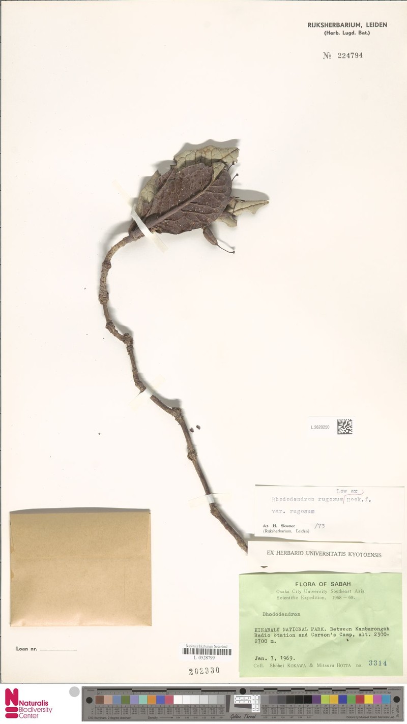 Rhododendron rugosum var. rugosum photo 8