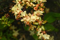 Rhododendron rupicola