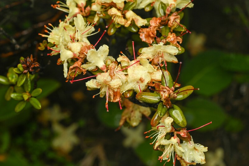 Rhododendron rupicola