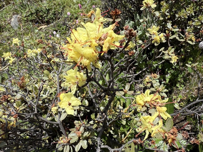 Rhododendron rupicola photo 2