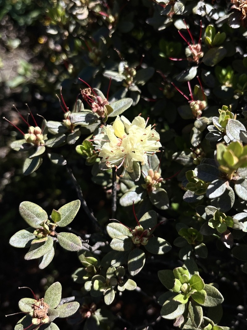 Rhododendron rupicola photo 3