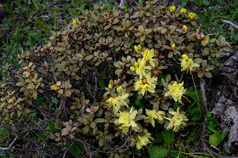 Rhododendron rupicola photo 6